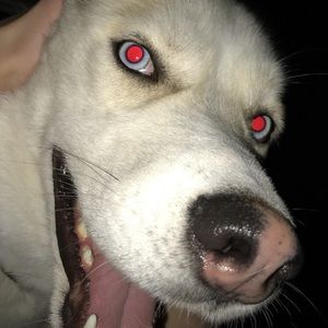 Meet your Posher, Josh